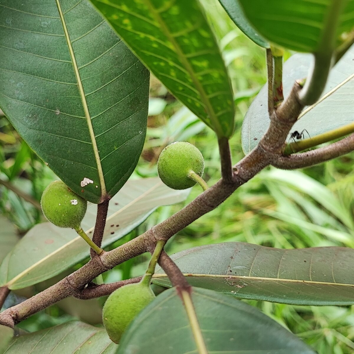 Ficus maxima figs borne singly