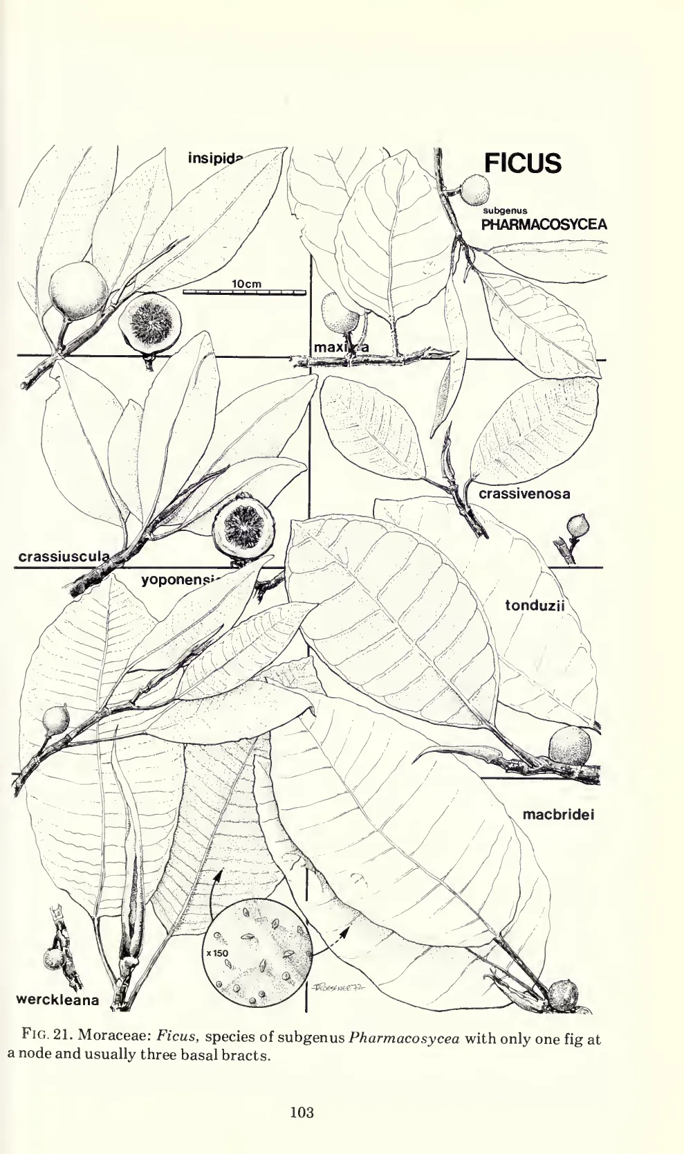 Botanical illustration of Ficus maxima and related species from Flora Costaricensis