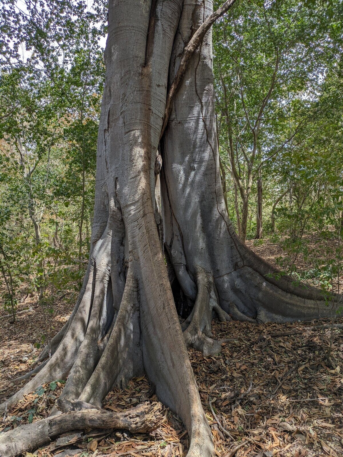 Ficus maxima trunk with buttress roots