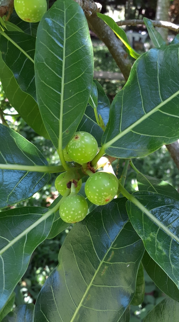 Figs and leaves of Ficus obtusifolia