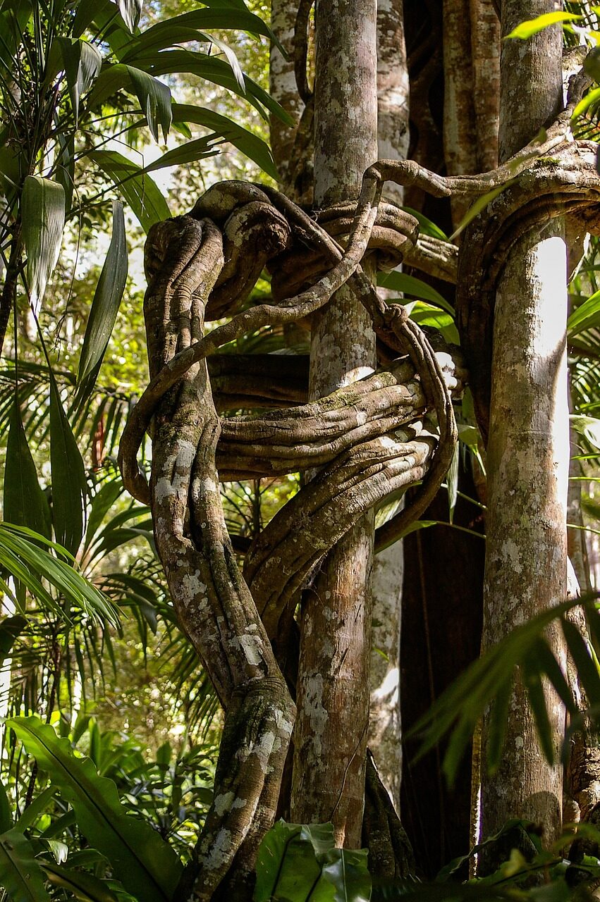 Strangler fig roots wrapped around a host tree trunk