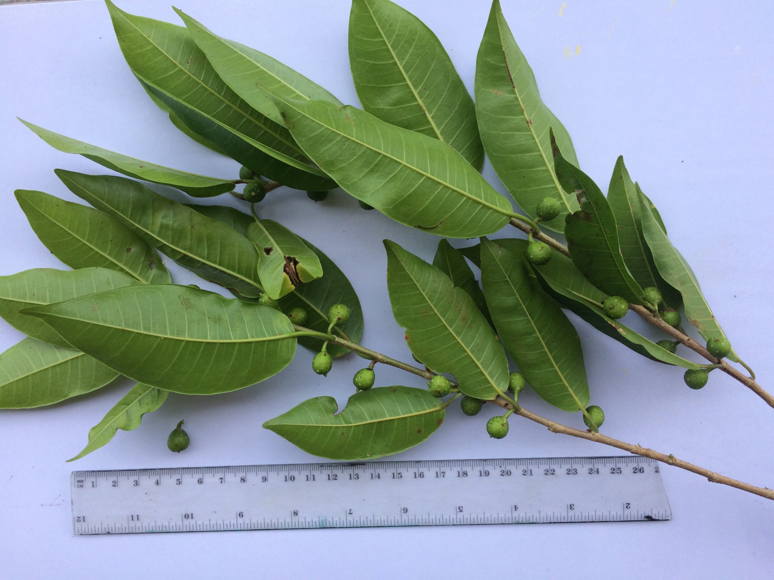 Ficus osensis, the Osa strangler with small leaves