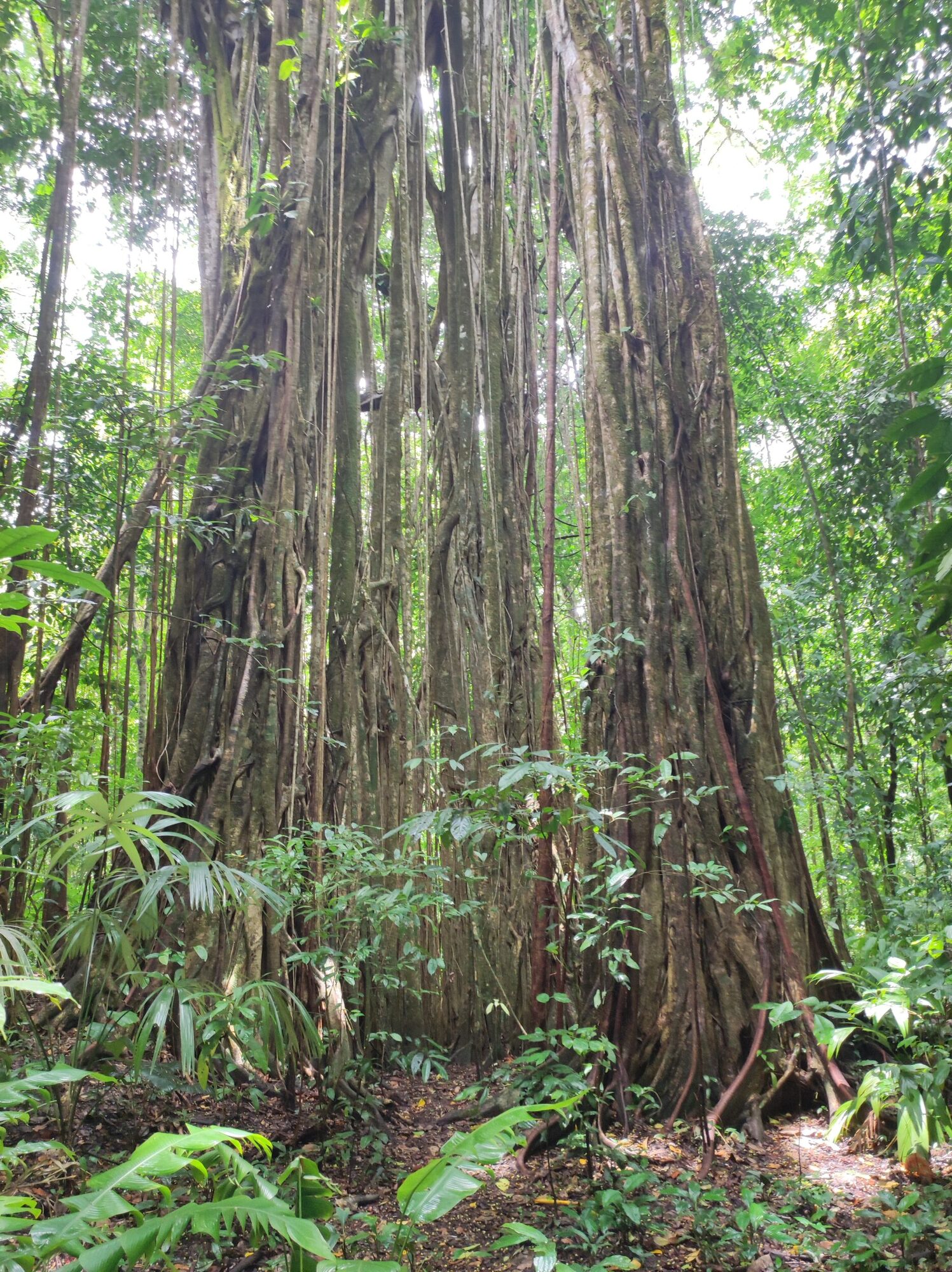 Ficus zarzalensis showing characteristic aerial root curtains descending from canopy