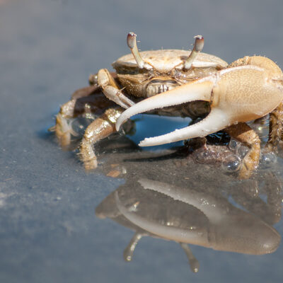 Fiddler crab with enlarged claw