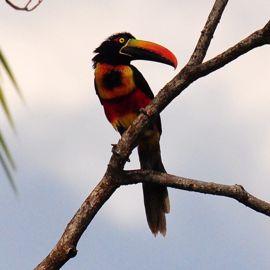 Fiery-billed Aracari