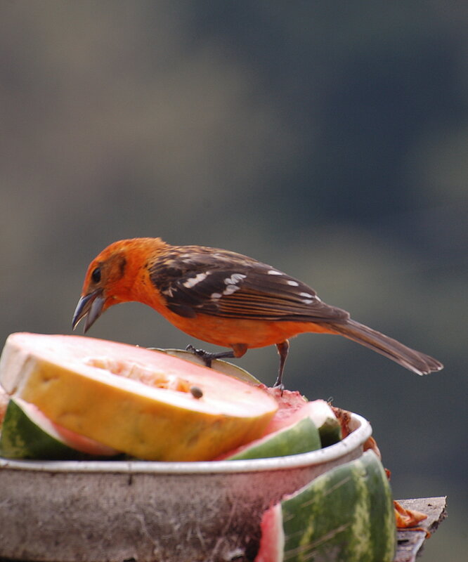 Flame-colored tanager eating fruit