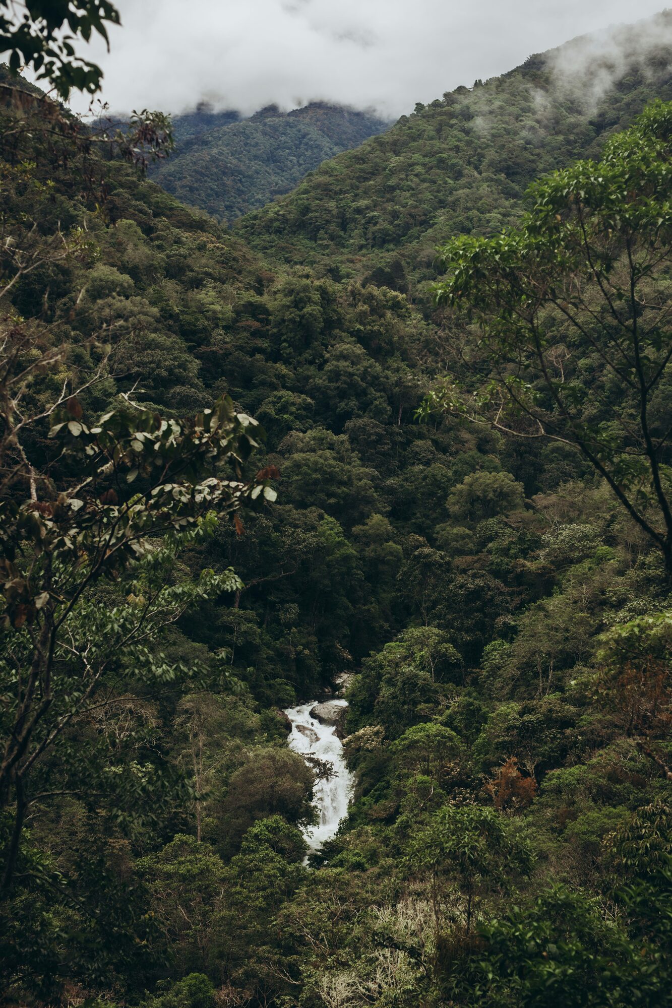 Forested valley with stream in Costa Rica's Southern Zone