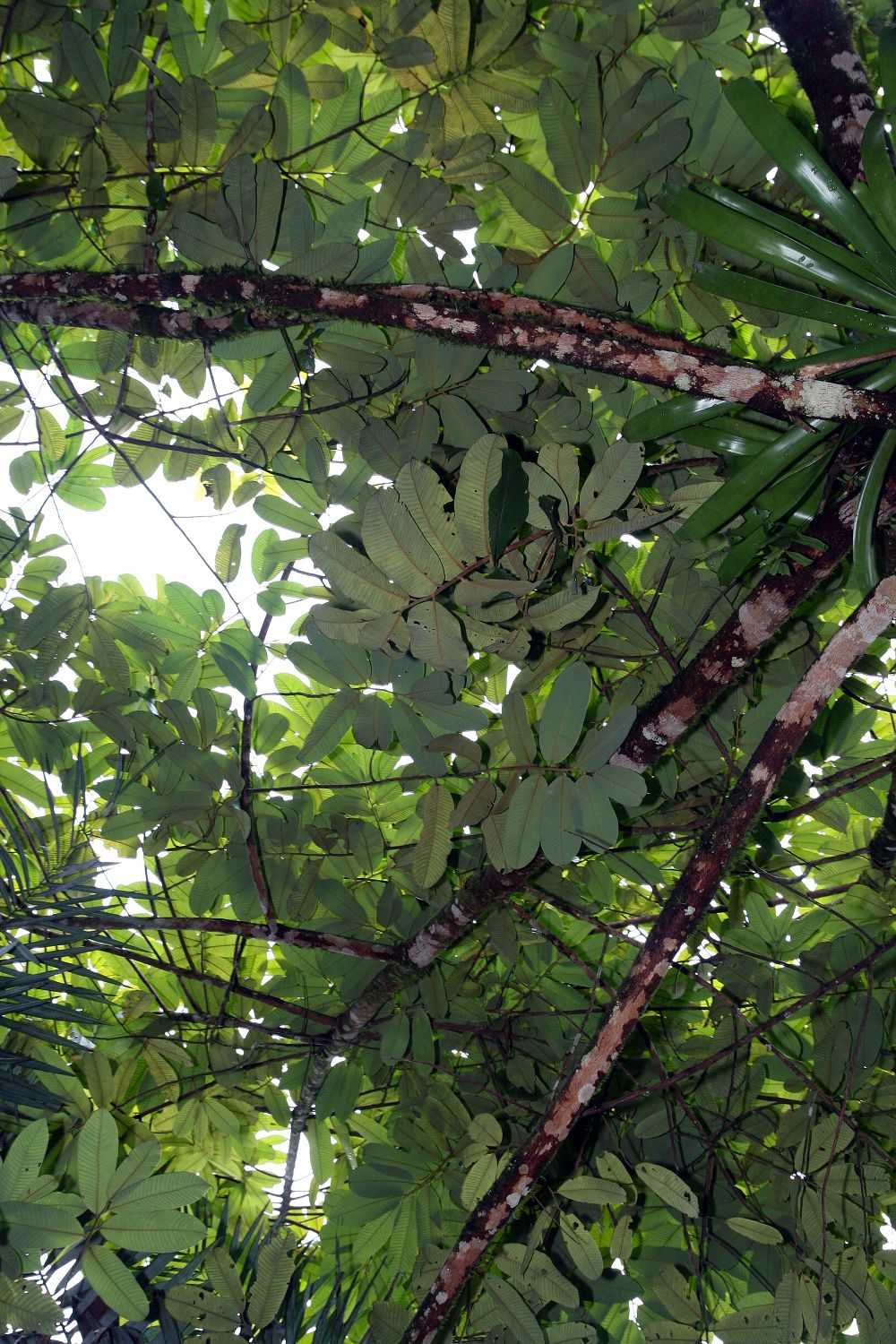 Virola koschnyi canopy showing leaves and branching pattern