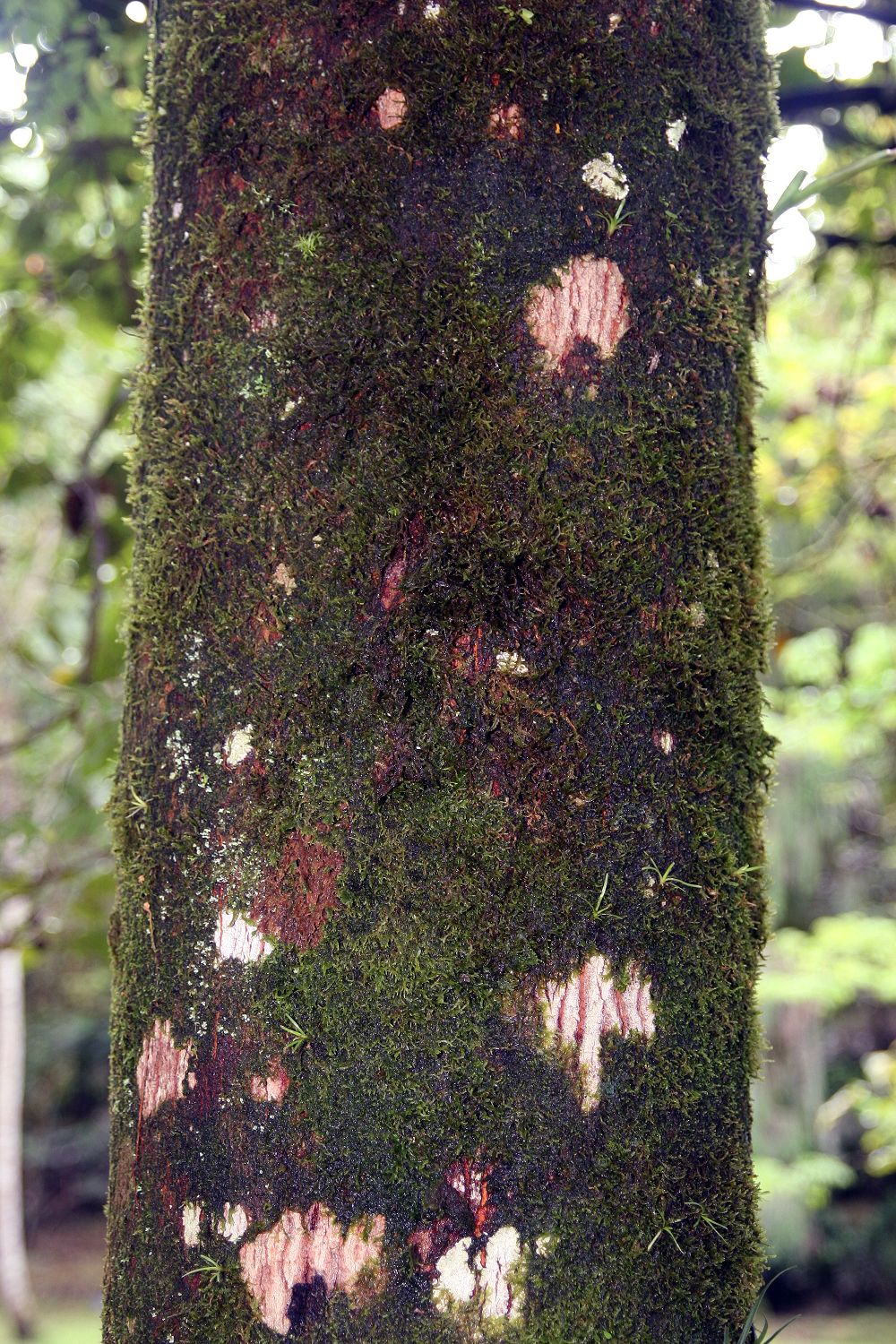 Virola koschnyi trunk showing moss-covered bark