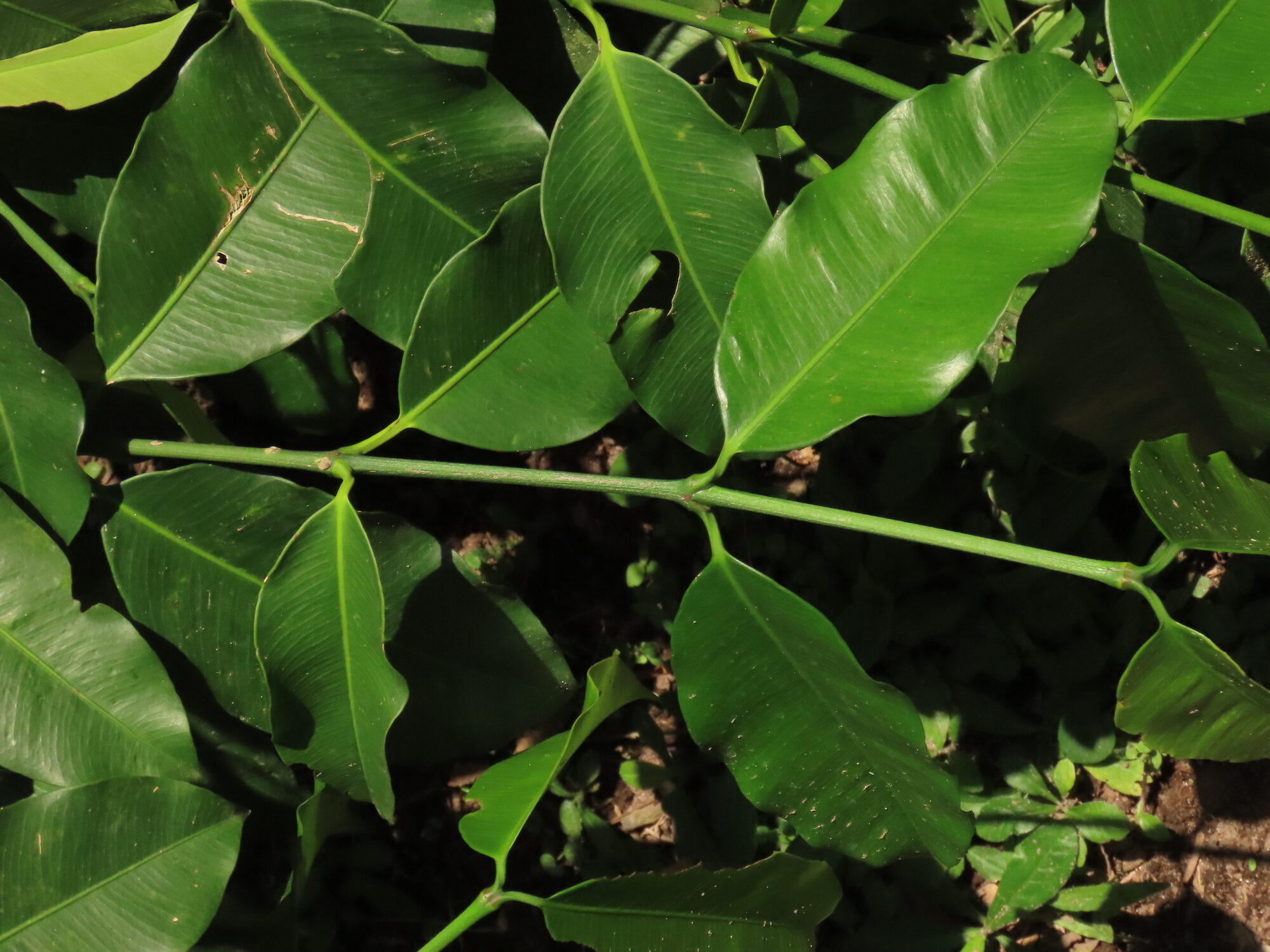 Opposite, distichous leaves of Garcinia madruno showing the leathery texture and prominent venation