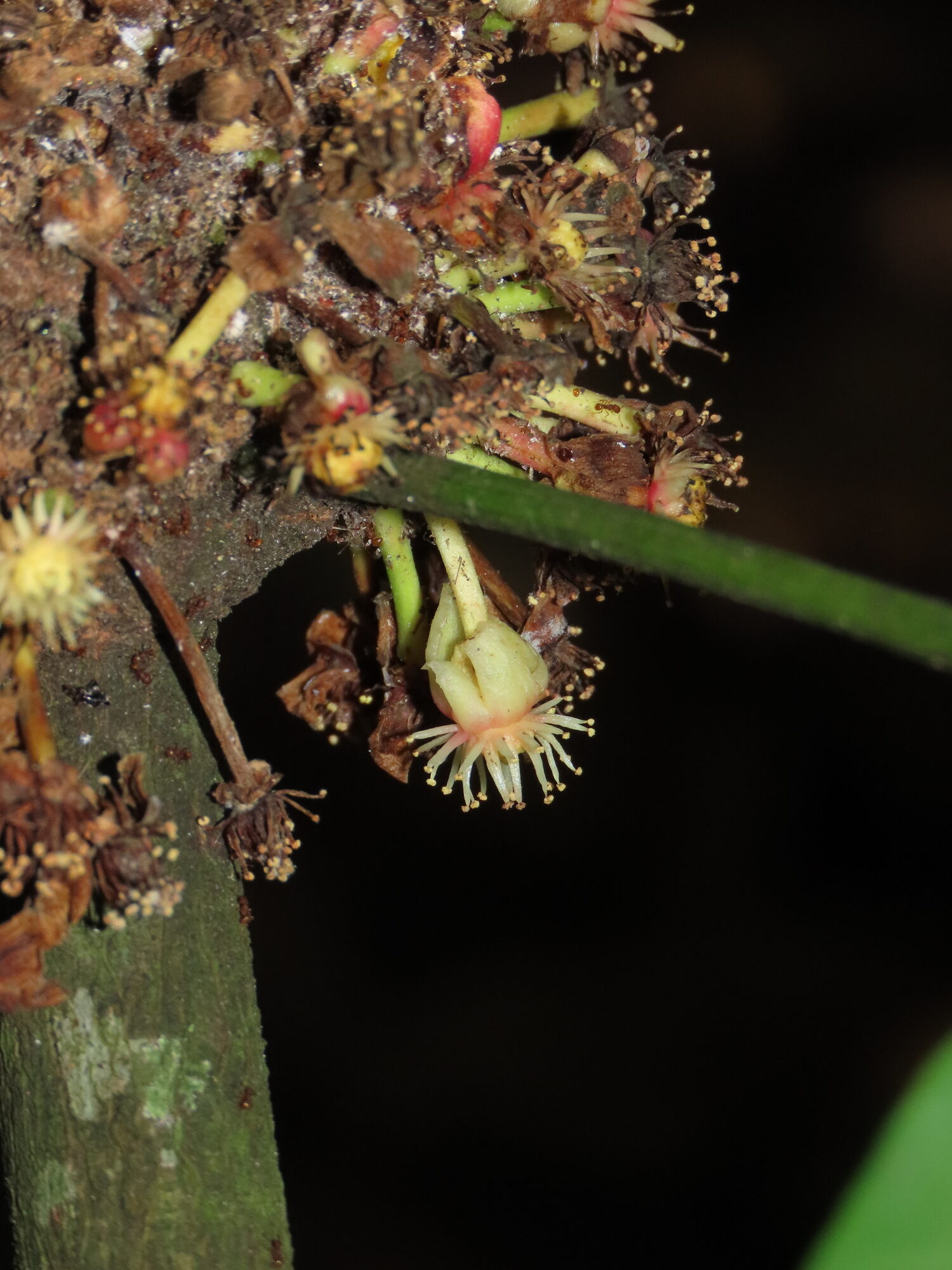 Close-up of staminate flowers of Garcinia madruno showing numerous free stamens with yellow anthers