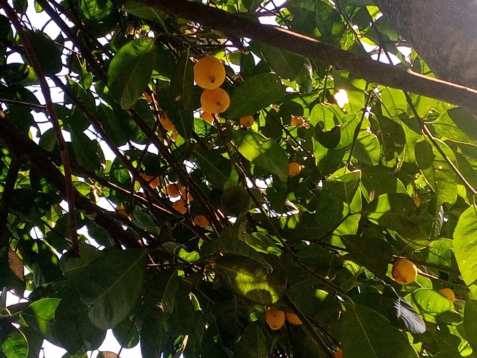 Canopy view of Garcinia madruno from below, showing abundant ripe yellow fruits among foliage