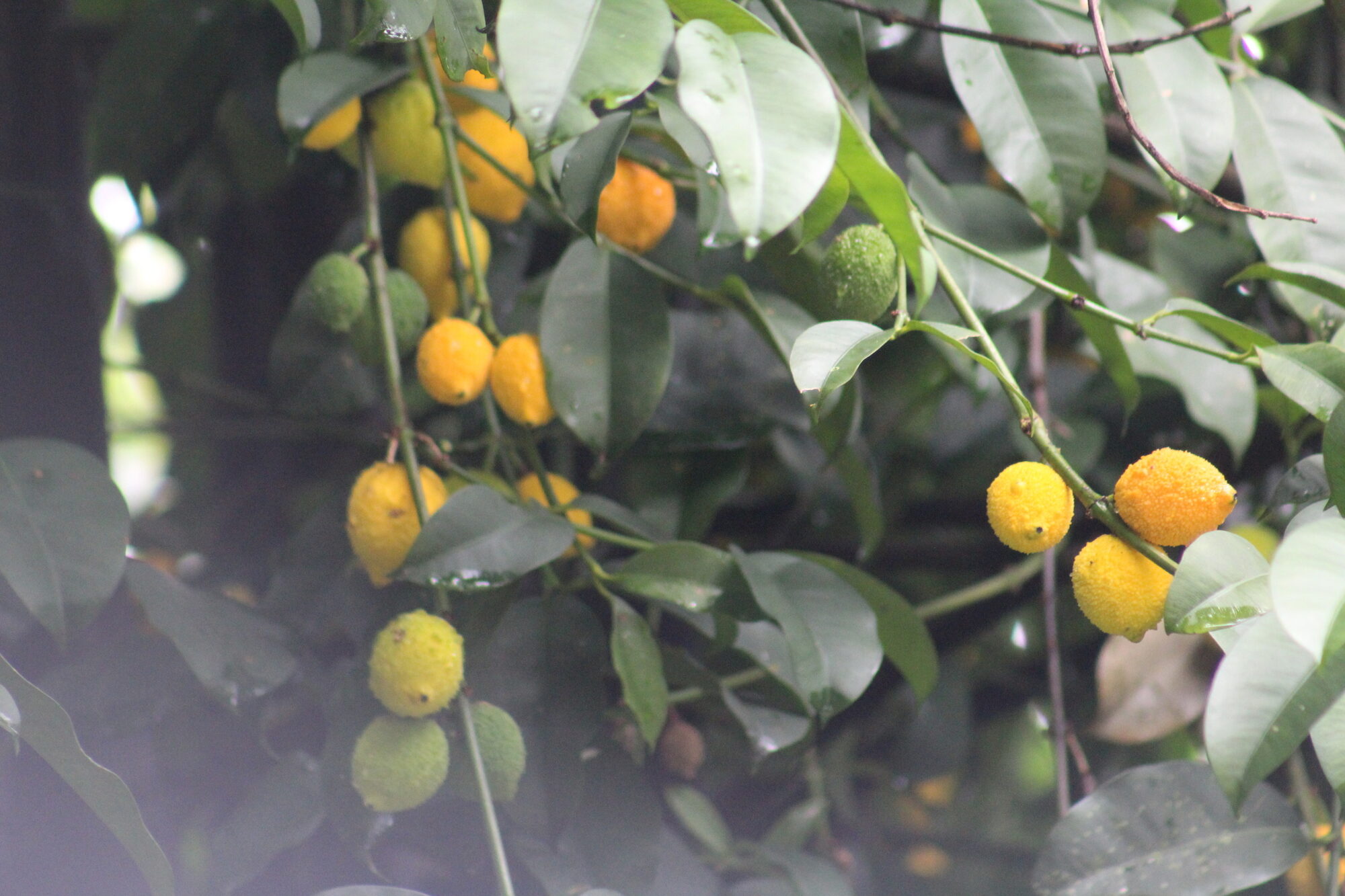 Fruits of Garcinia madruno at various stages of ripeness, from green to bright yellow, on rain-wet branches