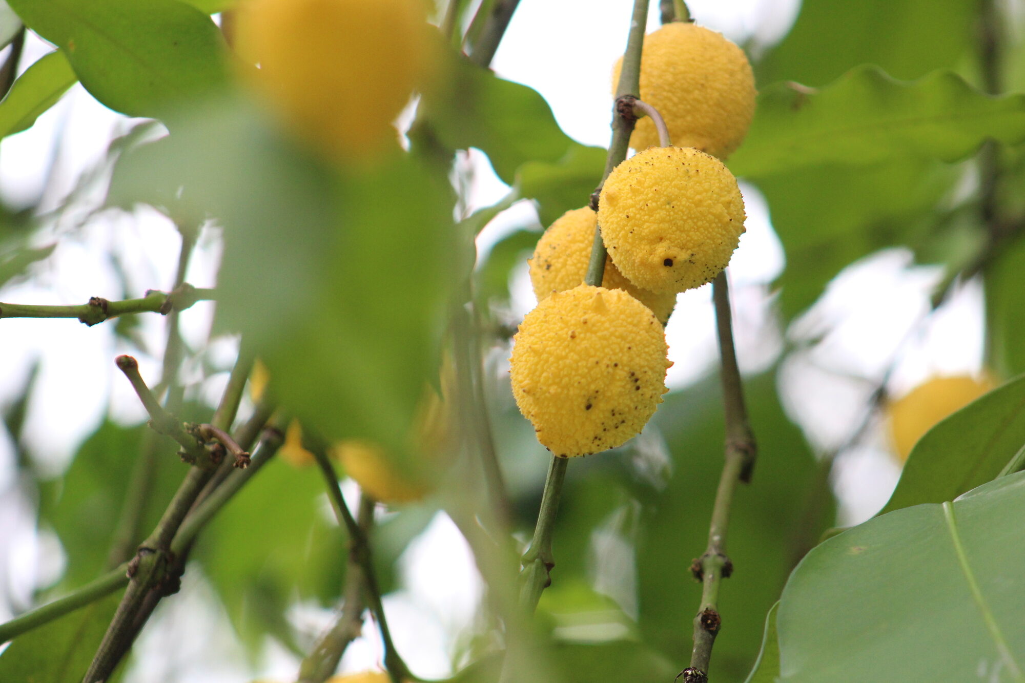 Ripe yellow fruits of Garcinia madruno showing the characteristic echinate (spiny-bumpy) surface