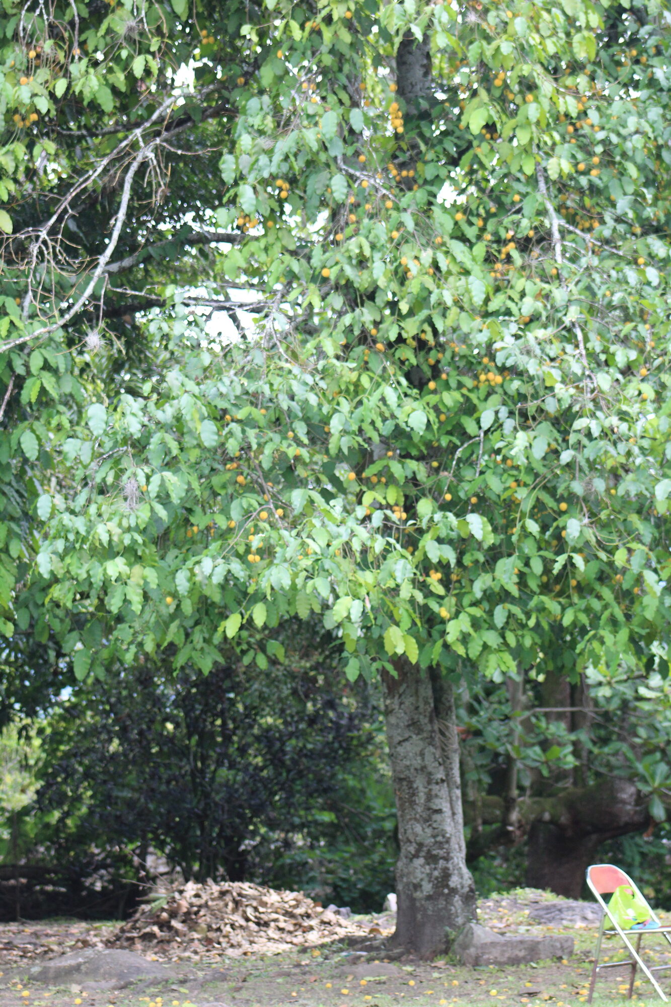 Mature Garcinia madruno tree with dense foliage and scattered yellow fruits