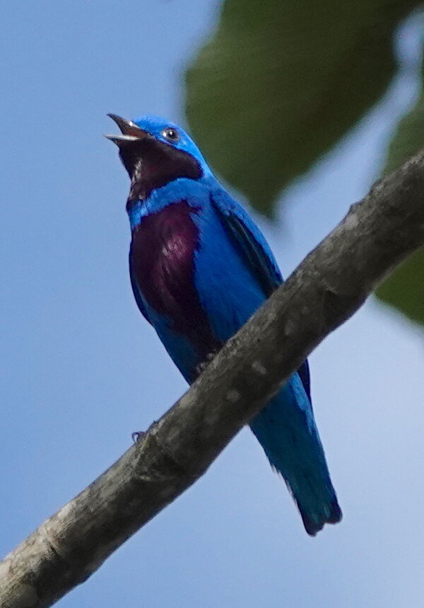 Lovely Cotinga