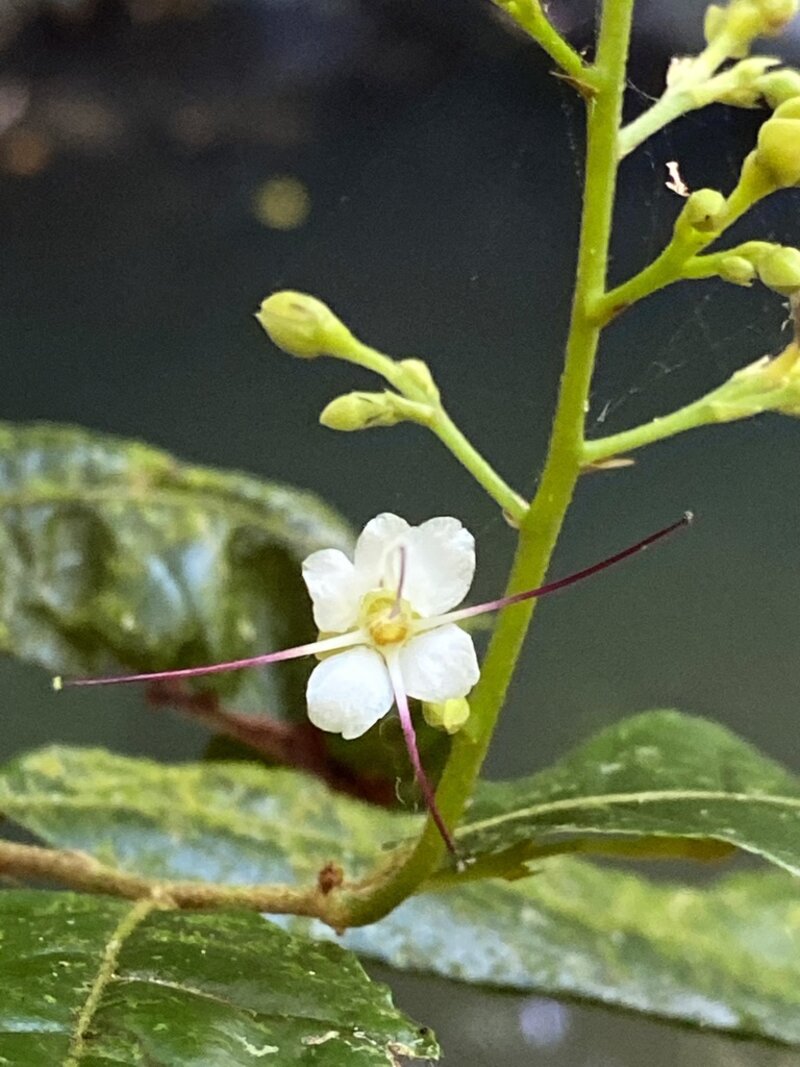 Hirtella triandra flower showing three stamens
