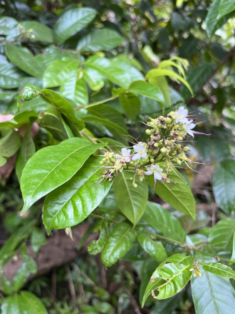 Hirtella triandra flower cluster