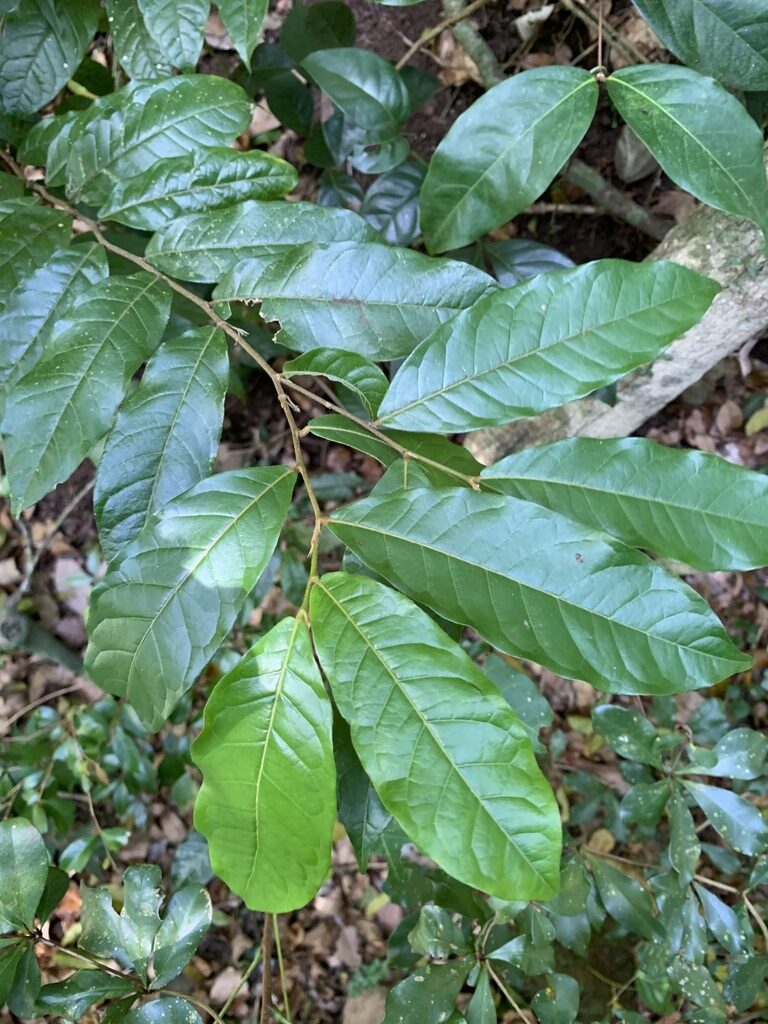 Hirtella triandra branch showing characteristic alternate leaves with prominent venation