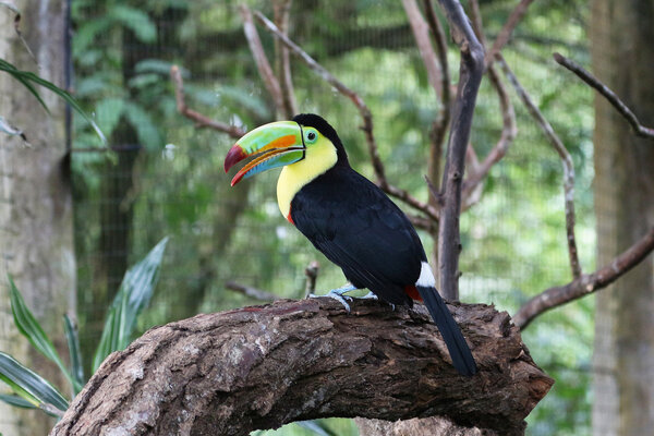 Keel-billed Toucan