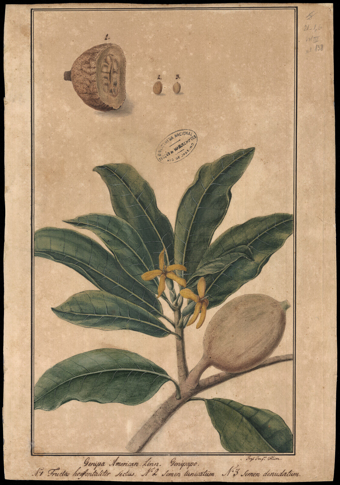 Historical botanical illustration of Genipa americana from Brasiliana Iconográfica