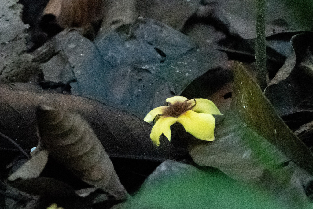 Genipa americana flower
