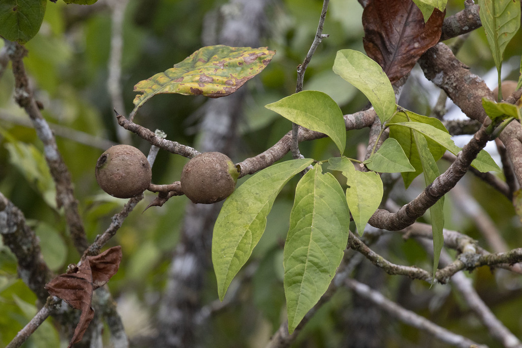 Genipa americana foliage