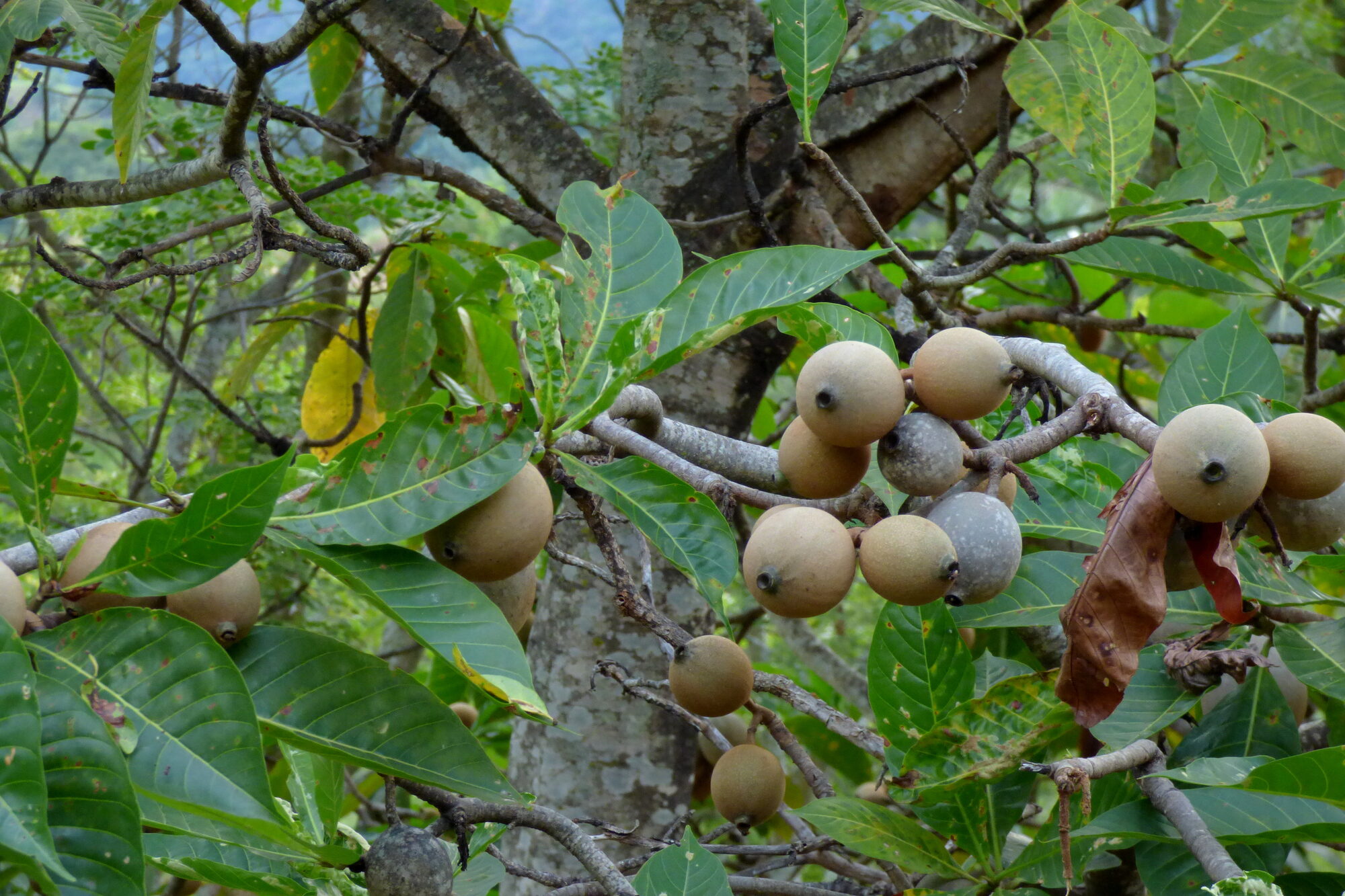 Genipa americana fruit on tree