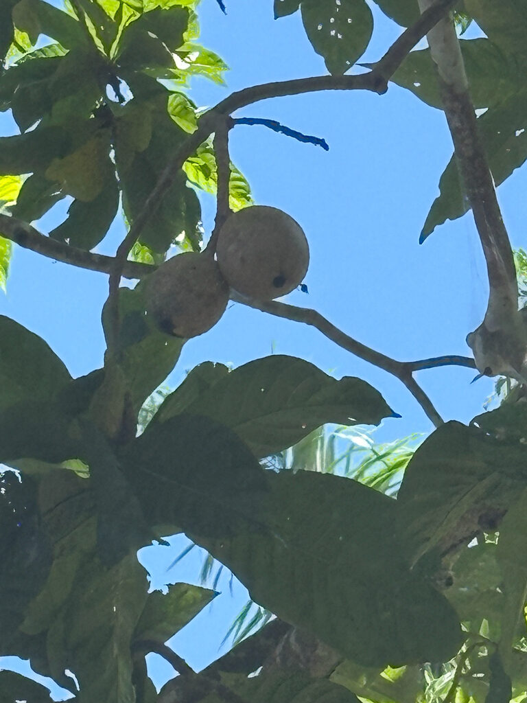 Genipa americana fruits on tree