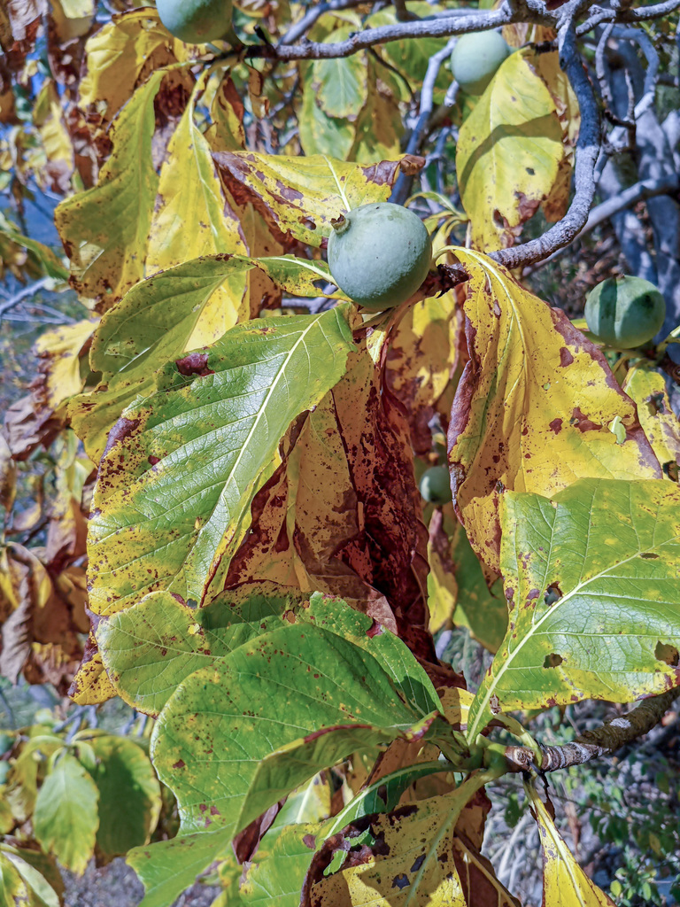Genipa americana branches with senescing leaves