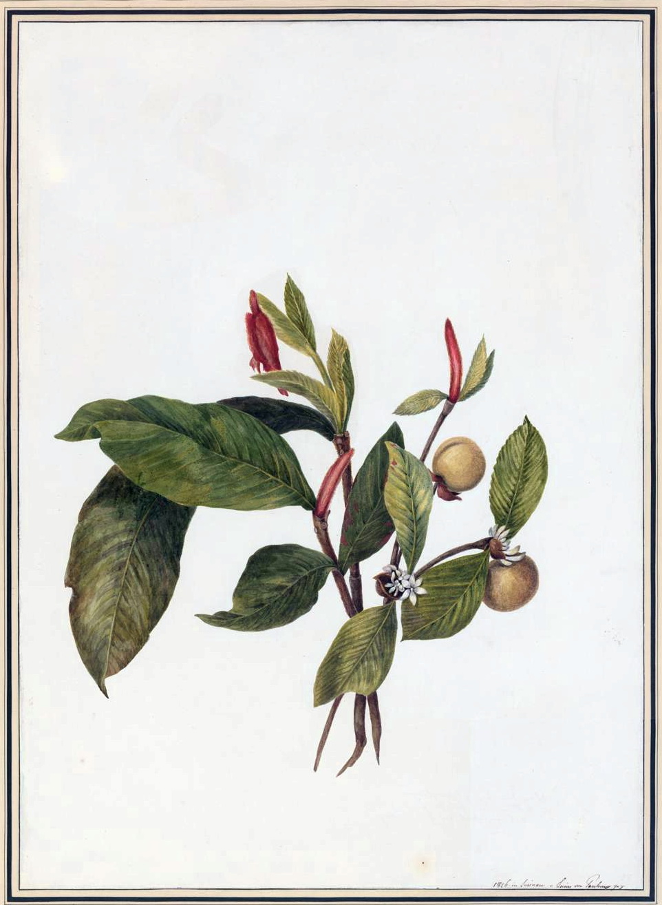 Botanical illustration of Genipa americana by Louise van Panhuys (1816)