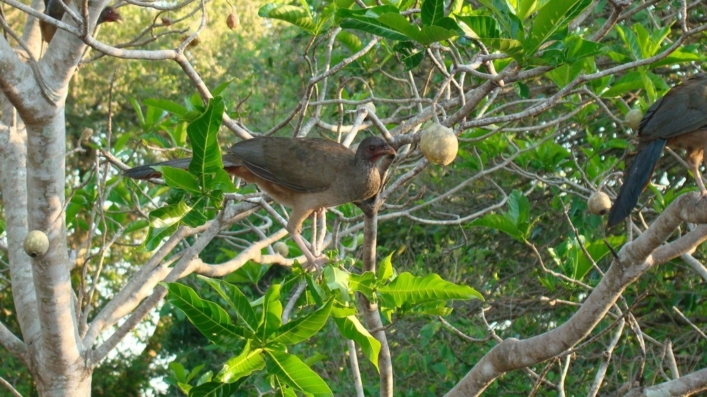 Gray-headed Chachalacas feeding on Genipa americana fruits