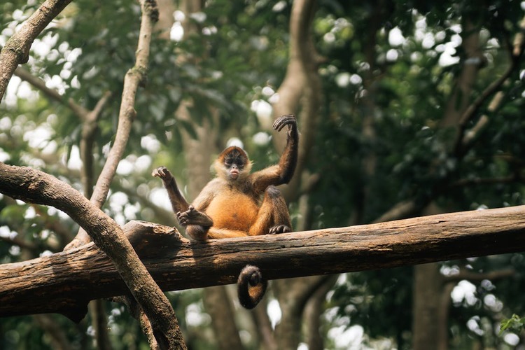 Geoffroy's spider monkey in Costa Rica