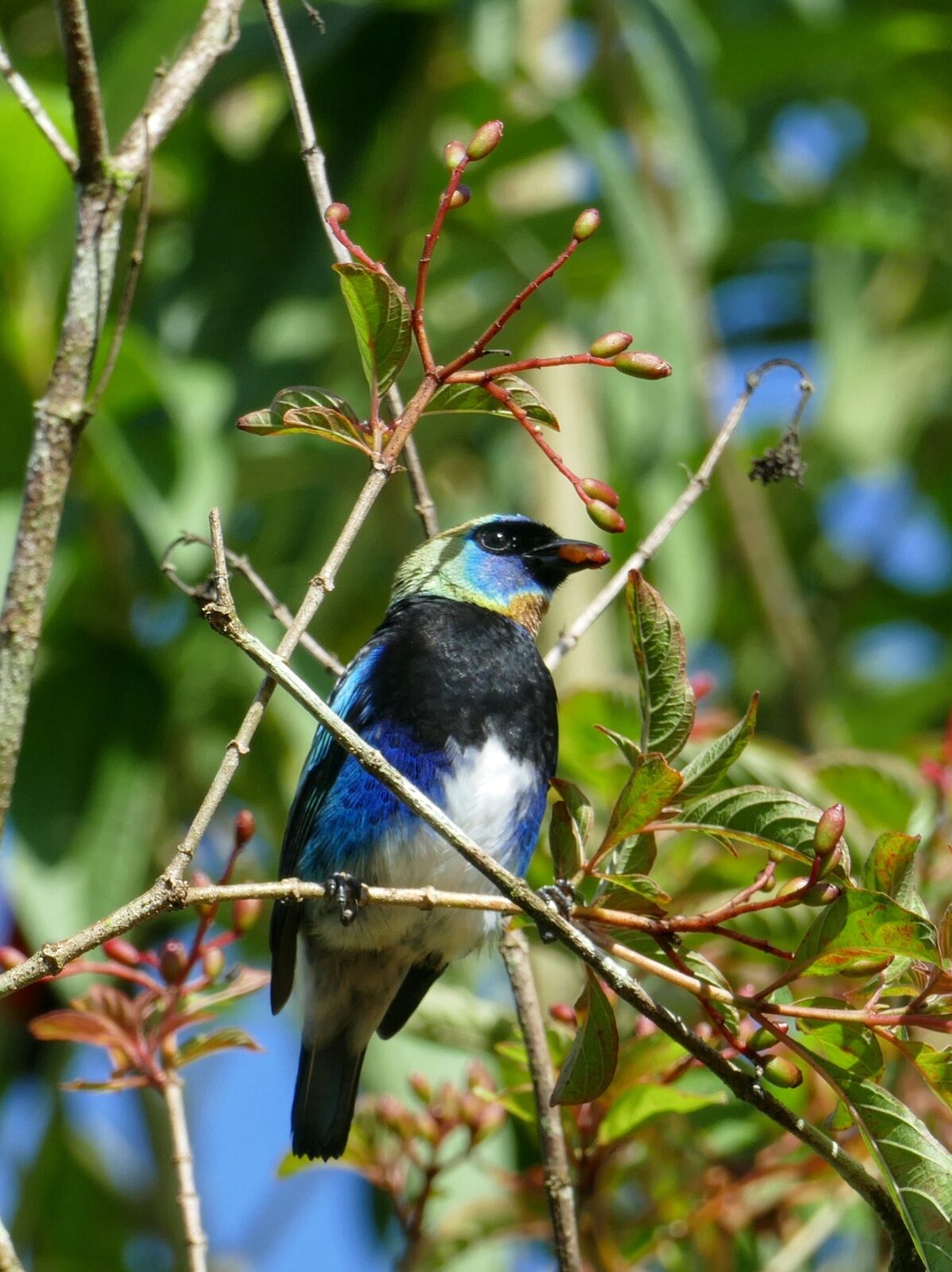 Golden-hooded Tanager