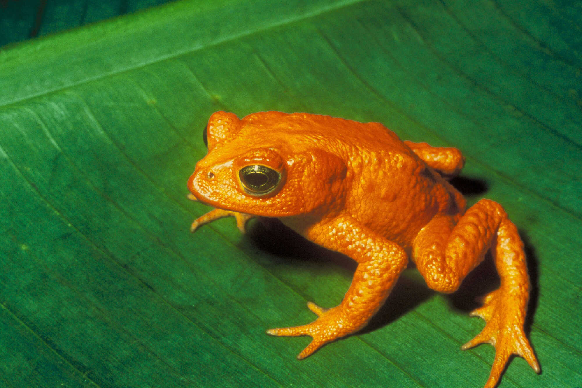 The golden toad (Incilius periglenes), now extinct