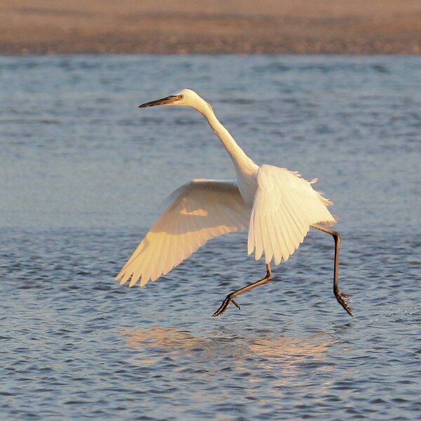 Great Egret