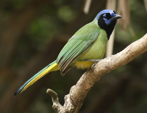 Green Jay perched on branch