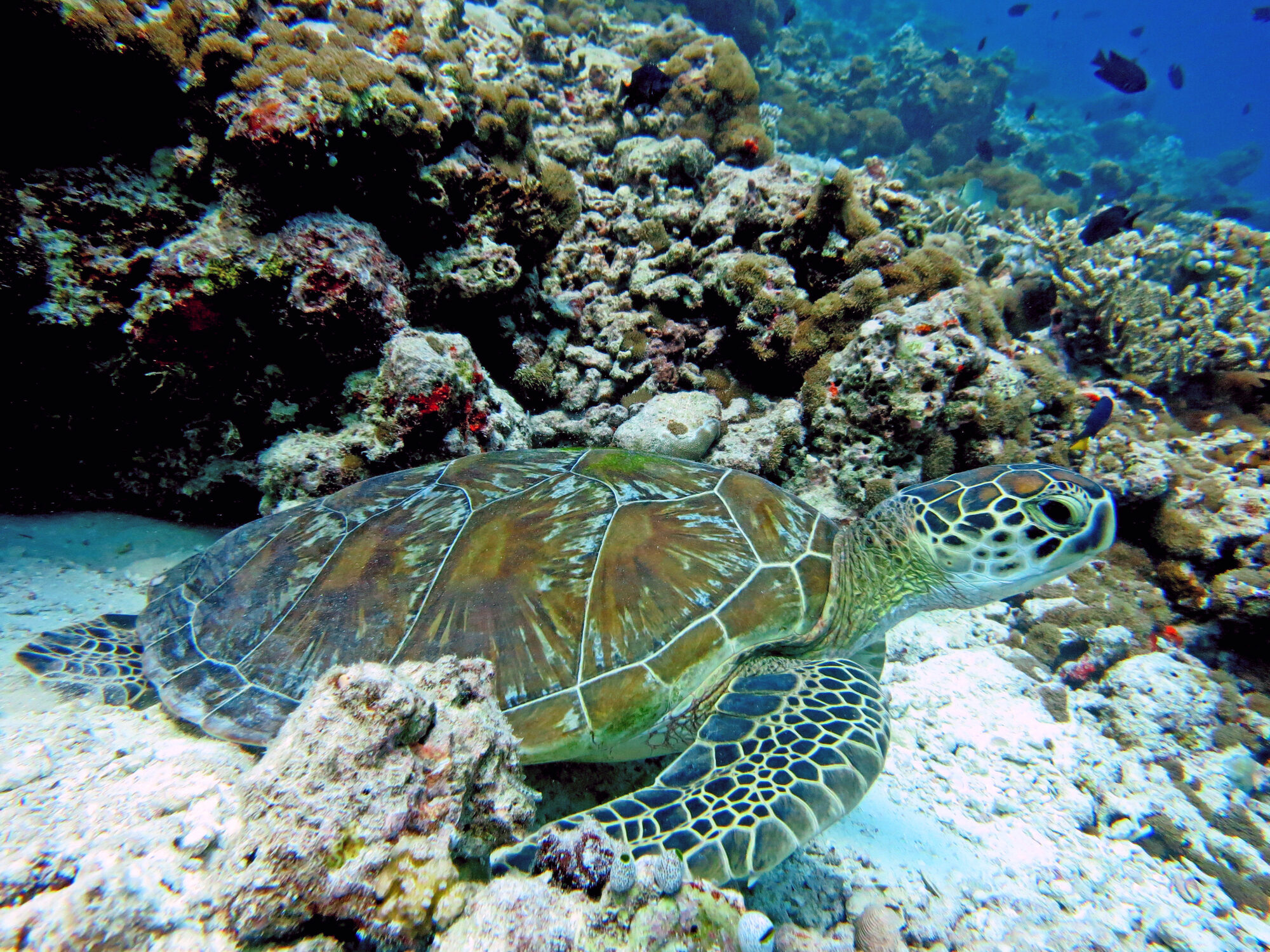 Green sea turtle (Chelonia mydas) swimming