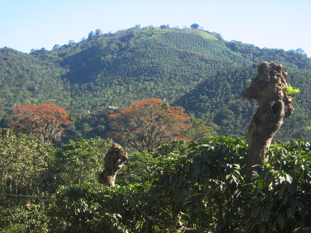 Coffee bushes with shade trees and a forested hillside in Costa Rica