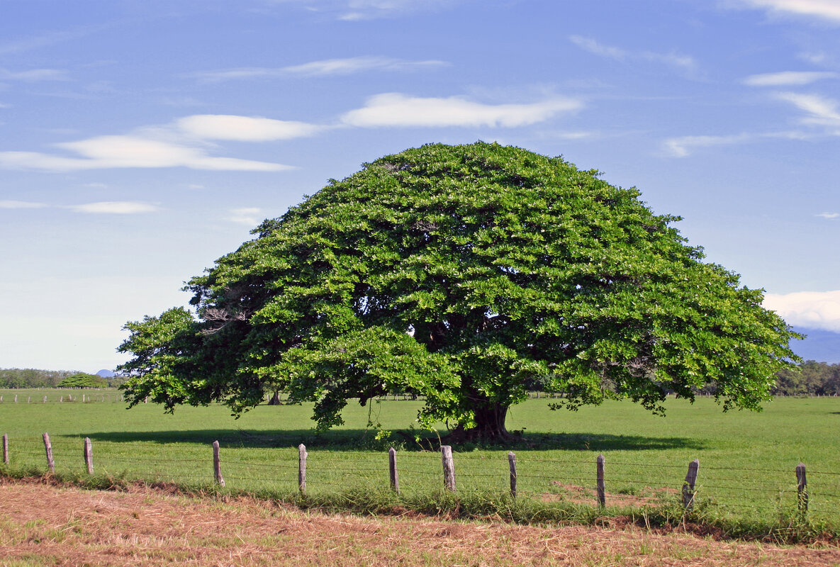 Guanacaste tree (Enterolobium cyclocarpum) showing its characteristic spreading crown in Guanacaste Province, Costa Rica