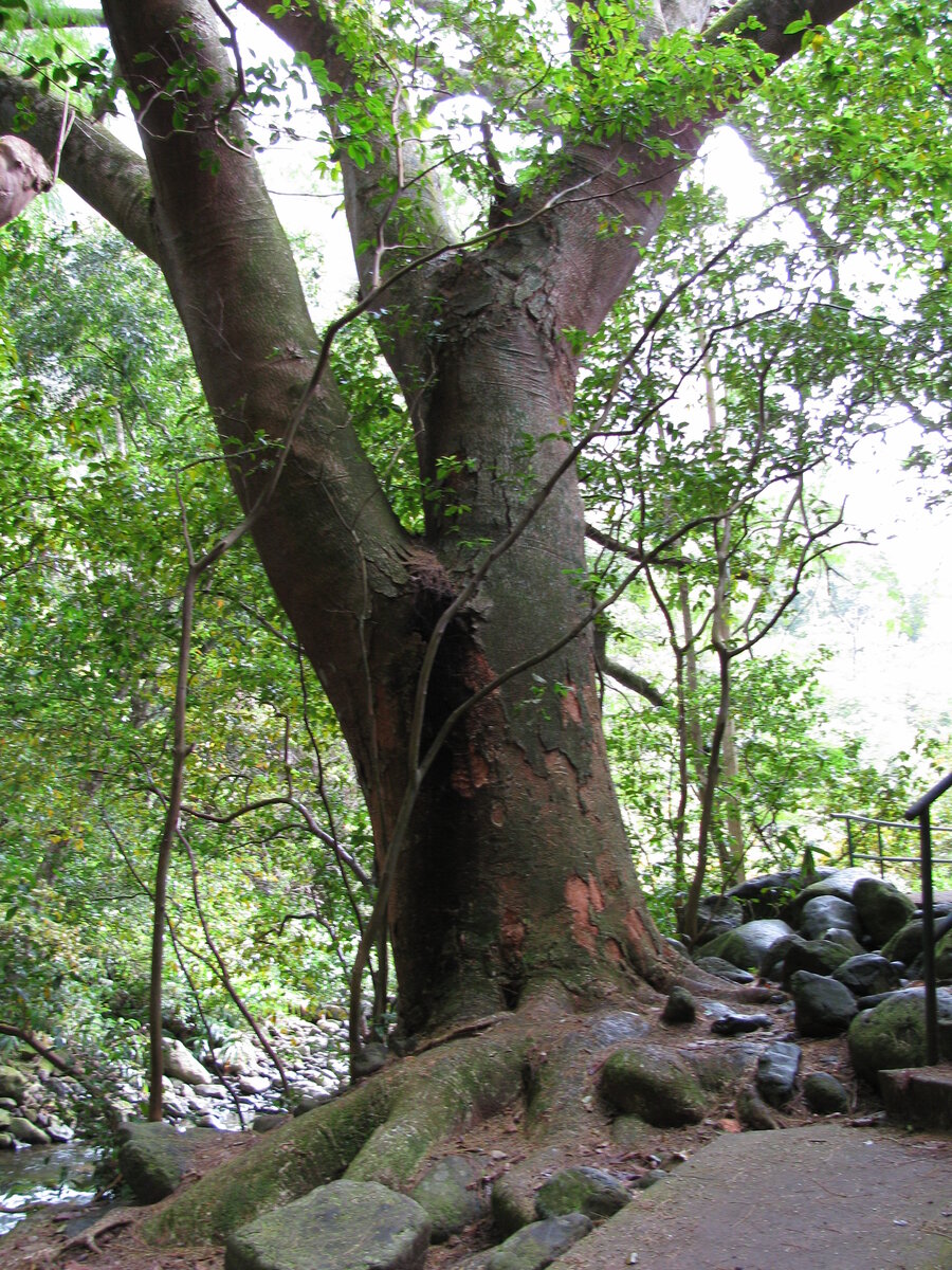 Guanacaste trunk showing the light gray bark with dark vertical fissures