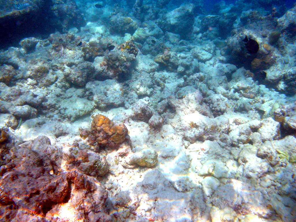Underwater photograph showing bleached and dead coral reef with white skelite structures and brown algae, depicting severe coral degradation