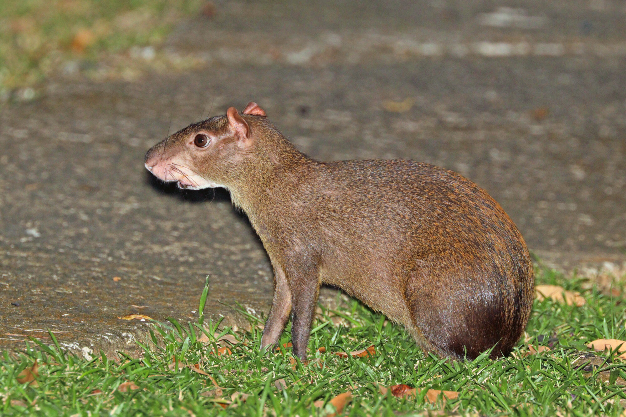 Central American agouti (Dasyprocta punctata), the primary seed disperser for guapinol