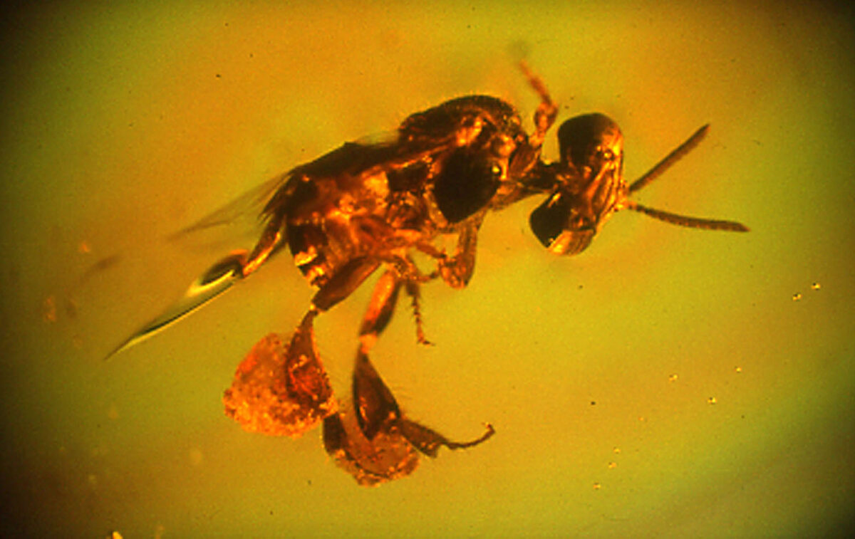 Dominican amber specimen with fossilized bee, produced by Hymenaea protera, the guapinol's ancestor