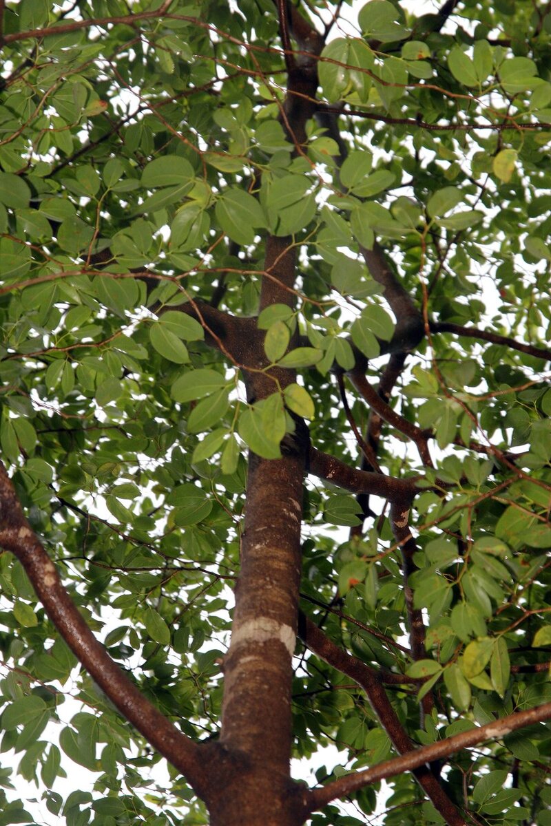 Young guapinol tree (Hymenaea courbaril) showing characteristic paired leaflets