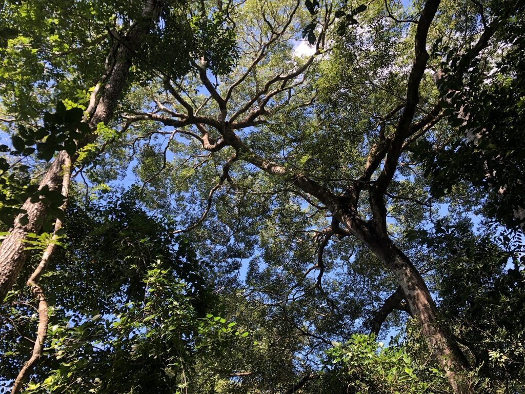 Mature Hymenaea courbaril with a broad crown and an unbuttressed trunk in La Cruz, Guanacaste