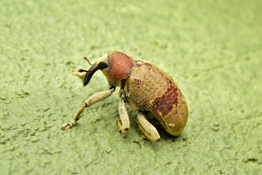 Rhinochenus transversalis, a guapinol seed weevil