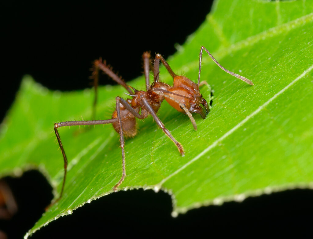 Hairy-headed leafcutter ant Atta cephalotes