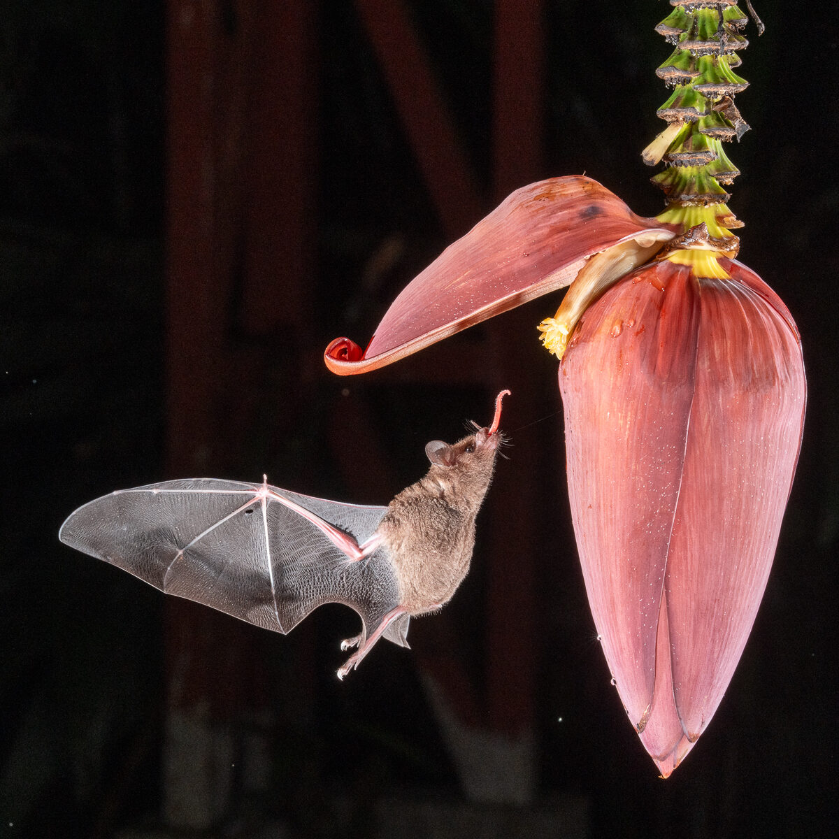 Pallas's long-tongued bat, a nectar-feeding pollinator in the genus Glossophaga