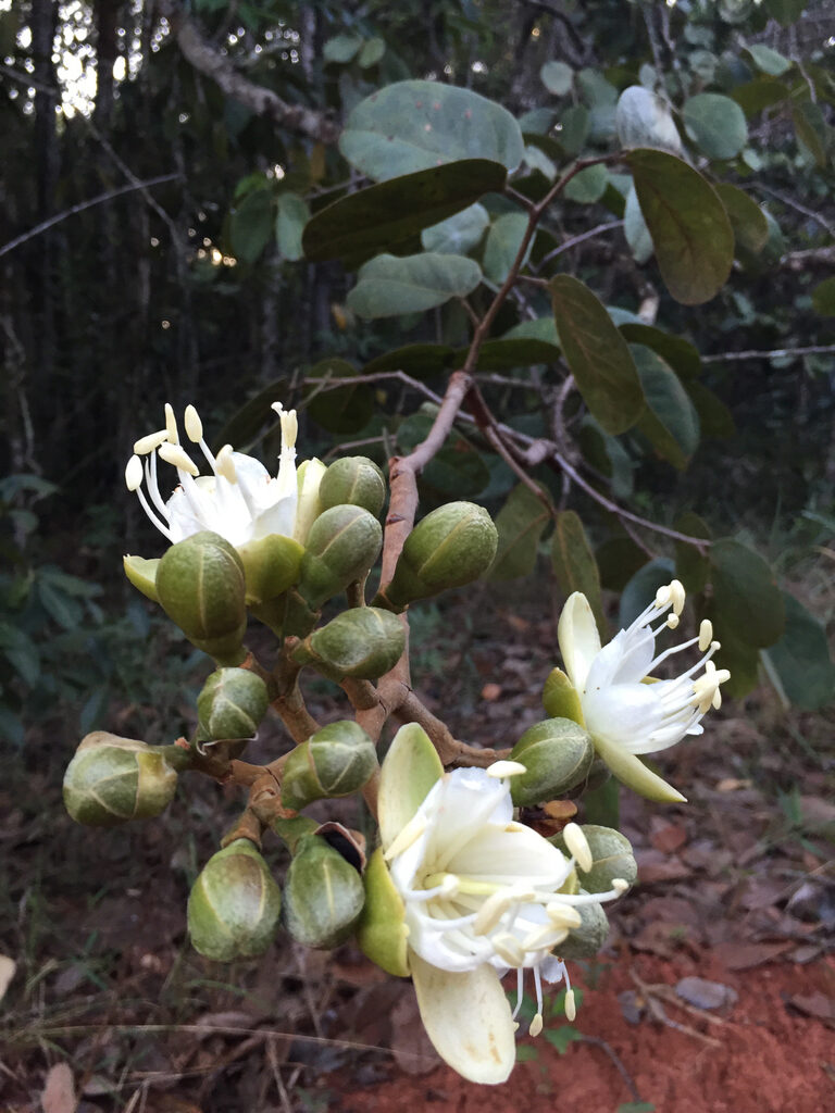 Cream-white Hymenaea courbaril flowers and a dense cluster of buds